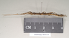 Dinophasma kinabaluense Bragg, 2001: copyright Natural History Museum, London. male, lateral view (paratype). (Otu).