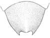 Cycloptilum bidens Hebard, 1931: Pl. 13 fig. 8. female subgenital plate, ventral view. (Otu).