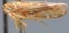 Habitus, lateral view: !! display not done !! on Lamprotettix Ribaut, 1952: Lamprotettix nitidulus, female lateral habitus (NMNH). (Observation).