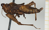 CollectionObject 1517884; e26cf416-dec2-49c6-9b3e-40df2f488300, NHMUK010924448: female, lateral view (lectotype). (CollectionObject).