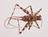 CollectionObject 1518407; 42d8ded2-71c4-4cfe-a34e-cb275590c939, NHMUK015982418: male, dorsal view (holotype). (CollectionObject).