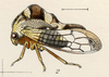 Habitus, lateral view: !! display not done !! on Grandolobus inaequalis (Fowler, 1896): (Observation).