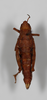 CollectionObject 1588511; 2687f6a4-b82a-4d75-a0f7-16542850b1ae: female, dorsal view. (CollectionObject).