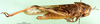 female, lateral view (syntype of Locusta migratoria burmana). Depicts CollectionObject 1564796; ff456b93-7b3b-4fdc-bf1d-bfff8c787574, a CollectionObject.