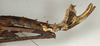 CollectionObject 1557788; NMW 944, f62a3f04-101c-42ce-a816-737dedccadb8: copyright NMW, Vienna. female: end of abdomen, lateral view (syntype). (CollectionObject).