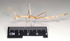 CollectionObject 1556952; NHMUK(SF IMPORT DUPLICATE) 844974-844975, a895fb1e-3f78-4fd2-b3a3-929a25a06fb2: copyright Natural History Museum, London. female, lateral view of Anophelepis rhipheus (syntype). (CollectionObject).
