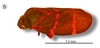 Habitus, lateral view: !! display not done !! on Aeneolamia contigua campecheana Fennah, 1951: (Observation).