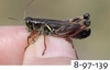 Melanoplus uinta Otte, 2012: (Otu).