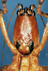 CollectionObject 1505284; 0571491d-77a1-47da-99c7-2421275d1856: male, frontal view (holotype). (CollectionObject).