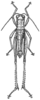 Zubovskya koeppeni parvula (Ikonnikov, 1911): Fig. 411 (reproduced with permission). male, dorsal view (13.5 -18.9 mm). (Otu).