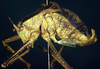 CollectionObject 1521565; a95872c2-1be8-4492-8804-339e9b93155e: male, lateral view (holotype). (CollectionObject).