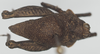 CollectionObject 1536107; e315b325-fd8e-461f-8d1c-fc2ca8ae6ddd: male, dorsal view (syntype). (CollectionObject).