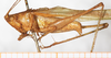 male, lateral view (syntype). Depicts CollectionObject 1531474; NMW 8356, 646e5900-392f-4ec6-870e-39c6dacc4fa7, a CollectionObject.