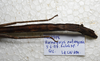 CollectionObject 1576532; 23ef1579-bcd0-4b72-95cd-7b984016a422: copyright ZRC Singapore. female abdomen, ventral view (holotype). (CollectionObject).