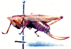 CollectionObject 1531365; NMW 1101, 0200bac1-f6bd-4a0b-872a-ce85b1698084: female, lateral view (holotype). (CollectionObject).