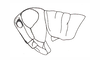 Yungasus hebardi (Liebermann, 1941): Fig. 24. male, head and pronotum, lateral view. (Otu).