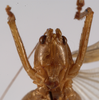 CollectionObject 1534476; d6db73e6-d256-4476-9255-700965bd9e6a: male face (syntype). (CollectionObject).