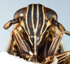 Head on Dicranotropis (Leimonodite) beckeri Fieber, 1866: (Observation).