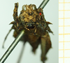 CollectionObject 1532635; 9bea3da5-4e50-4822-bd94-9d8733141588: female, frontal view (holotype). (CollectionObject).