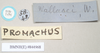 CollectionObject 1560285; c42665e7-922a-4a4e-bc70-12928f7e520e: copyright Natural History Museum, London. male, data labels [round label reversed] (syntype). (CollectionObject).;CollectionObject 1560286; 3e34dd6f-f719-45b4-b973-e3a6199c4aaf: copyright Natural History Museum, London. male, data labels [round label reversed] (syntype). (CollectionObject).