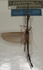 CollectionObject 1557196; NMW 1106, 1a18b0f5-a281-4589-b4bb-73d45e5c0163: copyright NMW, Vienna. male (holotype). (CollectionObject).
