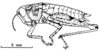 Arminda lancerottensis Holzapfel, 1972: Fig. 2 C. female habitus. (Otu).