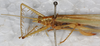 CollectionObject 1532389; NMW 3917, 78c434f4-a8af-4500-b82c-c58f0a125155: female, dorso-lateral view (holotype). (CollectionObject).