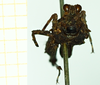 CollectionObject 1585752; d767ab6a-c214-43fb-9627-40edd2381aa3: male, frontal view (syntype). (CollectionObject).