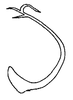 Aedeagus, lateral view on Carapona vulta (DeLong & Freytag, 1975): Male holotype: aedeagus, lateral view. (Observation).