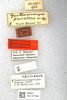 CollectionObject 1478569; 860e69ea-28df-4dad-a8b9-189d5d5a2fd8: labels (holotype of Gastrimargus africanus pusillus). (CollectionObject).