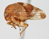 Habitus, lateral view: !! display not done !! on Cyrtolobus rufulus Woodruff, 1924: (Observation).