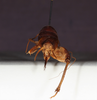 CollectionObject 1583545; dd82c924-235c-4742-b906-548c73ceff2e: female, caudal view (paratype). (CollectionObject).