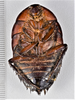 CollectionObject 1552915; 709a1e02-1af6-4902-a5e9-5100a956d5ba: (CollectionObject).