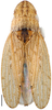 Habitus, dorsal view: Glossocratus afzelii, dorsal habitus (INHS). (Observation).