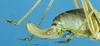 CollectionObject 1507218; a8a2dfd5-06b0-4075-96b1-0ca001e7ba68: female ovipositor. (CollectionObject).