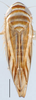 Habitus, dorsal view: !! display not done !! on Scaphoidula Osborn, 1923: Scaphoidula dentata, dorsal habitus (INHS). (Observation).