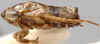 Habitus, lateral view on Conoscelis Abdul-Nour, 1988: Conoscelis remanei, lateral habitus (BMNH). (Observation).