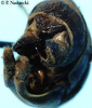 CollectionObject 1533105; cfb2d1c0-48e1-4fbb-8b46-16e3afccccdb: male cerci (holotype). (CollectionObject).