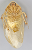 CollectionObject 1569231; 0c9eb6e8-f933-45c0-b0f3-61c42b3cdbdc: Photo by Heidi Hopkins. Holotype, adult male, ventral habitus. (CollectionObject).