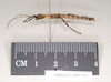 CollectionObject 1558246; 957ca7d7-326d-4ba5-bcdf-2a3ee0b6babf: copyright Natural History Museum, London. male, lateral view (holotype). (CollectionObject).