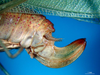 CollectionObject 1500519; f3140e7a-ab69-471e-8f7f-8760c324f8dd: female ovipositor (syntype). (CollectionObject).