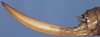 CollectionObject 1531375; a20196cc-f564-4b37-b4b0-fc9f1feaedac: female ovipositor (holotype). (CollectionObject).