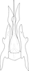 Aedeagus, ventral view: Aedeagus, ventral view. (Observation).