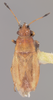 CollectionObject 1595373; 121fde31-a626-411f-a9b1-7a47e6942007: Cymus nigrofemoralis HOLOTYPE (NMNH) - (CC BY-NC 3.0) - Photo by Pablo M. Dellapé with permission from the National Museum of Natural History (NMNH), Smithsonian Institution, Washington, D.C. (CollectionObject).