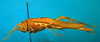 CollectionObject 1500608; 195d9e36-1b3d-4545-bb1f-167f8f4800d0, DORSA BTtroamyHTM: male, lateral view (holotype). (CollectionObject).