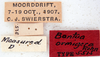 Bantua robusta (Shelford, 1908): Photo by Heidi Hopkins. ANSP:Bantua armigera. (Otu).