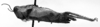 CollectionObject 1506350; b4c741d8-5030-4a52-831d-54057cebbfc7: Image Carbonell, C.S. female, lateral view (holotype or syntype). (CollectionObject).