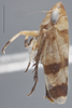 Habitus, lateral view: !! display not done !! on Anoscopus serratulae (Fabricius, 1775): Lateral - light. Light color variation. (Observation).