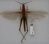CollectionObject 1578999; 1dfc6c53-de09-4761-90a1-28a73f7ad0a5: female, dorsal view (syntype?). (CollectionObject).