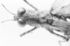 Rehnuciera elegantula (Rehn, 1916): male, head and pronotum, dorsal view. (Otu).